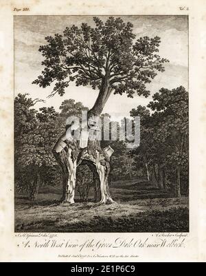 The Greendale Oak, Welbeck Park, Nottingham. Famous hollow tree reputed to be 700 years old in the 18th century. Hollow widened with axes by Henry Bentinck in 1724 on a bet. North west view of the Green Dale Oak near Welbeck. Copperplate engraving by A. Rooker after a drawing by Samuel Hieronymus Grimm from John Evelyn’s Sylva, or A Discourse of Forest Trees and the Propagation of Timer, J. Dodsley, London, 1776.
