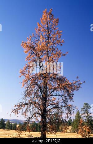 Ponderosa pine (Pinus ponderosa), Bridge Creek Wildlife Area, Blue Mountain National Scenic Byway, Oregon Stock Photo