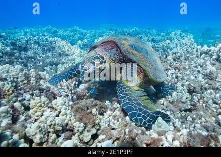 hawksbill sea turtle, Eretmochelys imbricata ( endangered Species ), foraging on coral reef, off Kahekili Beach Park, Ka'anapali, West Maui, Hawaii