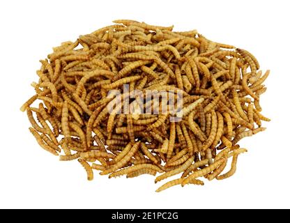 Pile of dried mealworm larvae isolated on a white background, used for pets and wild bird food Stock Photo