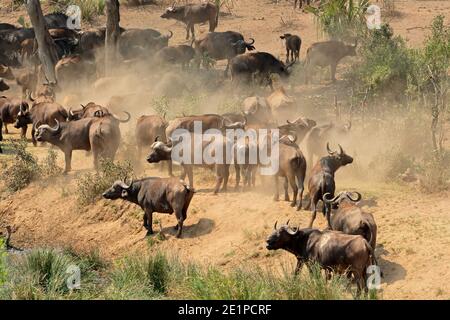 Large herd of African buffaloes (Syncerus caffer), Kruger National Park, South Africa Stock Photo