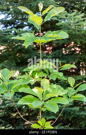 Oyama Magnolia, Buskmagnolia (Magnolia sieboldii) Stock Photo