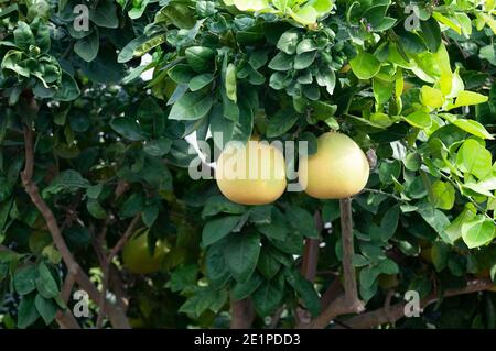 Pomelo trees with full of fruits Stock Photo