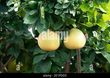 Pomelo trees with full of fruits Stock Photo