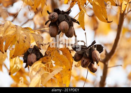 Pecans on a tree in a pecan orchard Stock Photo