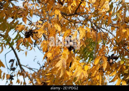 Pecans on a tree in a pecan orchard Stock Photo