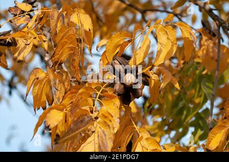 Pecans on a tree in a pecan orchard Stock Photo