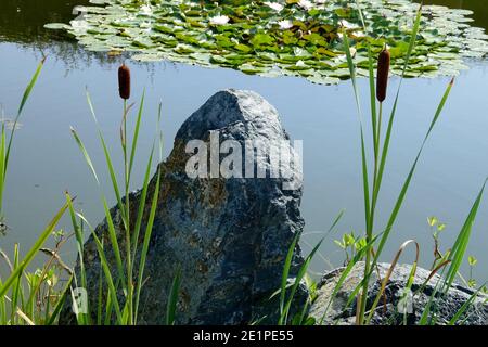 Stone at garden pond, scenery with bullrush Typha Stock Photo