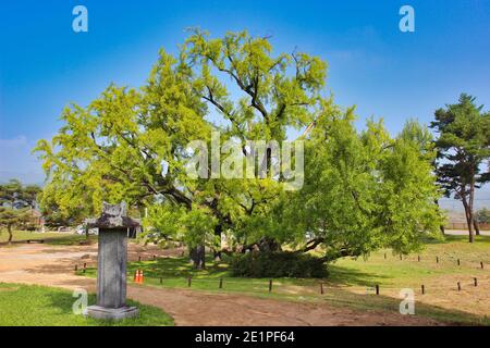 Big old green ginkgo tree at dodong seowon confucian school, Daegu, Gyeongsangbukdo, South Korea, Asia Stock Photo