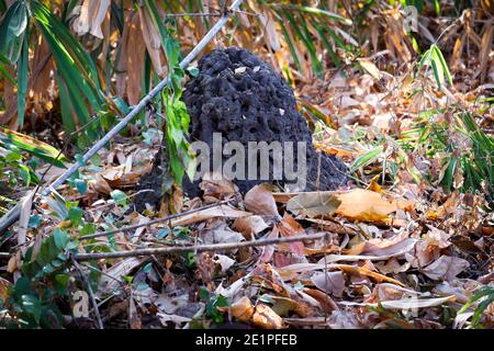 Termite mounds in natural forests Stock Photo