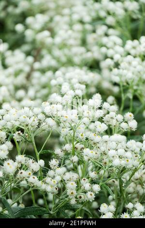 Anaphalis triplinervis, triple-nerved pearly everlasting. Small, white everlasting flowers Stock Photo