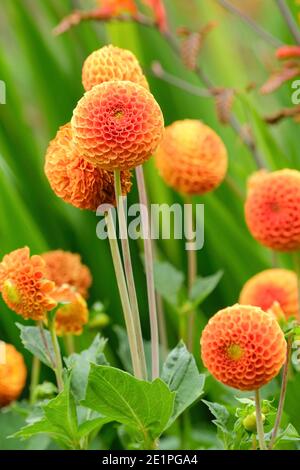 Bright orange flowers of miniature Pompon Dahlia 'Bantling', Stock Photo