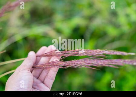 Man Hand holding Pink Muhly Grass Muhlenbergia Capillaris. Stock Photo