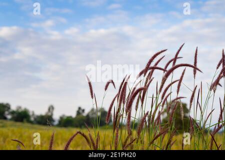 Pink Muhly Grass Muhlenbergia Capillaris on field with blue sky background. Stock Photo