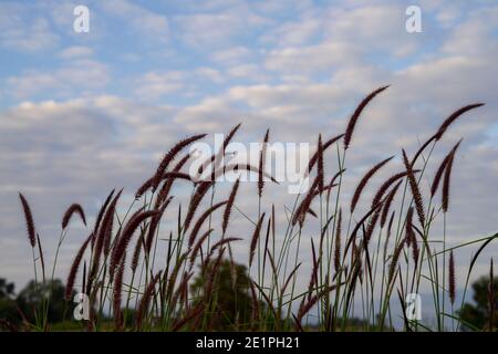 Pink Muhly Grass Muhlenbergia Capillaris on field with blue sky background. Stock Photo