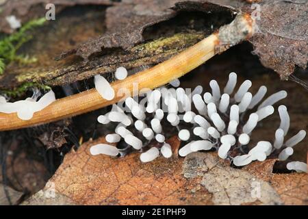 Stemonitopsis typhina, also called Comatricha typhoides, a slime mold of the order Stemonitida, immature specimen from Finland Stock Photo