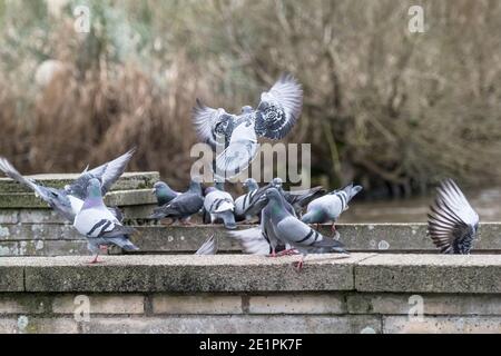Feral pigeons - Columba livia domestica. Stock Photo