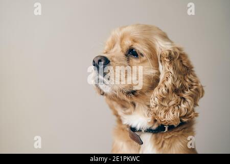 Fawn adult American Cocker Spaniel. Close up Stock Photo
