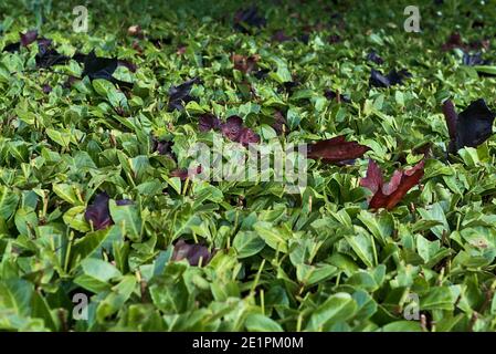 Beautiful close-up view of red maple (Crimson King) leaves lying down on laurel (Laurus nobilis) hedge, Dublin, Ireland. Soft and selective focus Stock Photo