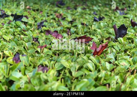 Beautiful close-up view of red maple (Crimson King) leaves lying down on laurel (Laurus nobilis) hedge, Dublin, Ireland. Soft and selective focus Stock Photo