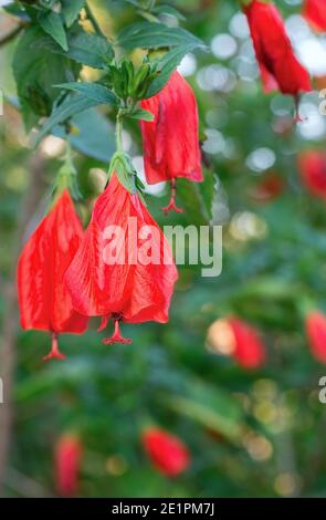 Beautiful red flowers of Weigela close up Stock Photo