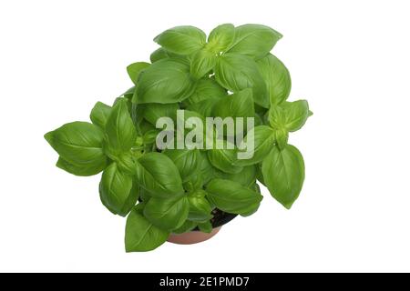 Basil Plant on White Background Stock Photo