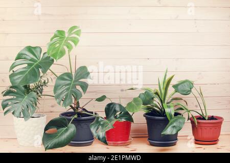 houseplants in pots on wooden background. nice variety of plants and pots.Home decor concept. copy space Stock Photo