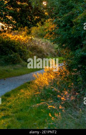 South East England , Kent , Woodlands , spring trees flowers , flora ...