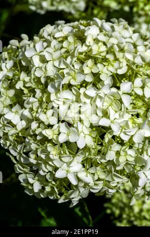 Hydrangea arborescens 'Annabelle' a summer flowering shrub plant with a white summertime flower which opens from July to September and commonly known Stock Photo