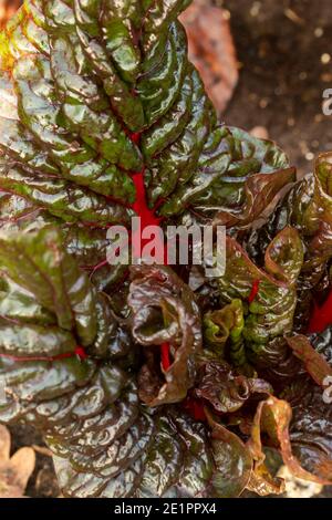 Rhubarb Chard leaves in close-up (weak winter sunshine), salad vegetable ingredient