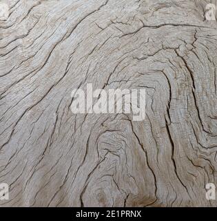 old tree trunk of a Faidherbia albida, pattern Stock Photo
