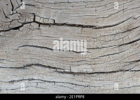 old tree trunk of a Faidherbia albida, pattern Stock Photo