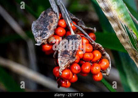 Berries on the  iris foetidissima plant in winter Stock Photo