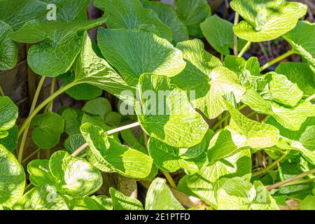 Healthy green wasabi plant leaves in bright sunshine, growing in garden, Stockport, Cheshire, UK. Stock Photo