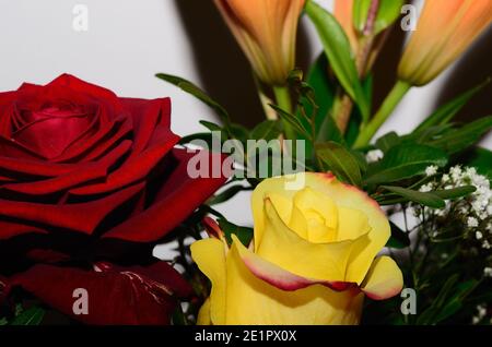 Happy women with bouquets of roses on white background. Collection of ...