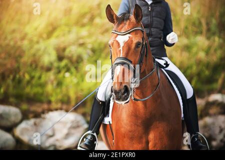 Portrait of a beautiful horse with a white spot on its forehead, in the saddle of which sits a rider holding a whip in his hand on a sunny summer day. Stock Photo