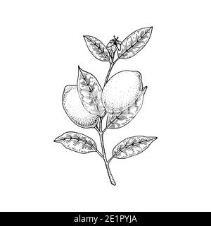 Simple line drawing floral composition with various big and small flowers  and leaves isolated on white background, warm ink drawing Stock Photo -  Alamy