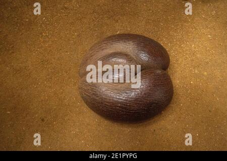 sea coconut, coco de mer, or double coconut Nut Stock Photo