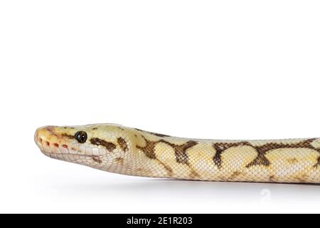 Head shot of adult Killerbee Ballpython aka Python Regius. Isolated on white background. Stock Photo
