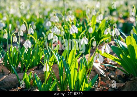 Delicate first spring flowers snowdrops in the sunlight. Snow-white Galanthus Stock Photo