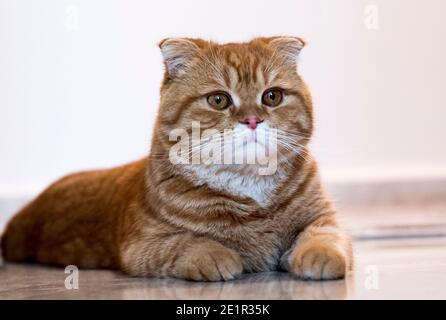 Domestic cat Scottish Fold Stock Photo