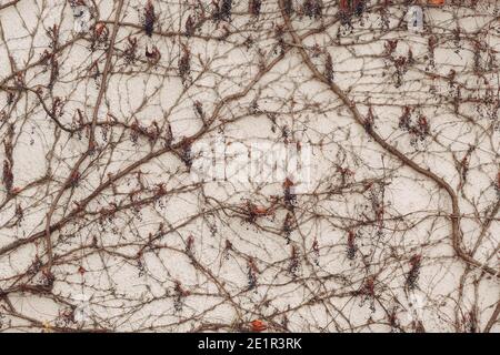 Branches climbing plant with berries on the white plaster wall background. Stock Photo