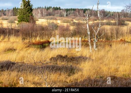 Swamp landscape in the High Fens in autumn Stock Photo