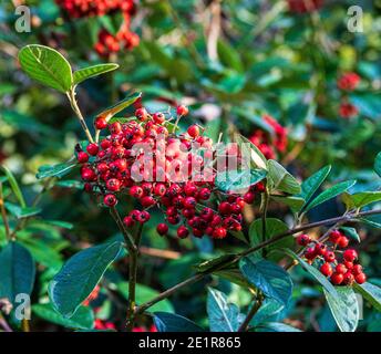 Late Cotoneaster, Cotoneaster lacteus, with red berry fruits in an ornamental landscape garden. An evergreen shrub. Stock Photo