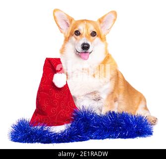 Smiling Pembroke Welsh Corgi puppy with red santa hat tincel isolated Stock Photo