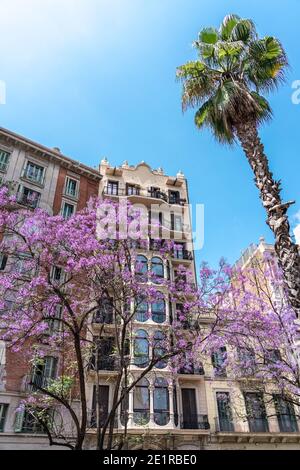 Purple Flower Trees In Barcelona City In Spain Stock Photo