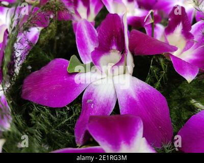 Beautiful Bunch of orchid flowers gift for someone, background image close up shot Stock Photo