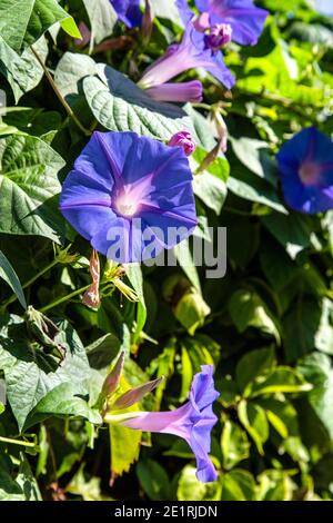 Blue morning glory flowers in Fethiye, Turkish Riviera, Turkey Stock Photo