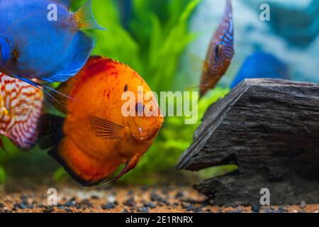 View of discus fish swimming in planted aquarium. Tropical fishes. Beautiful nature backgrounds. Hobby concept. Stock Photo