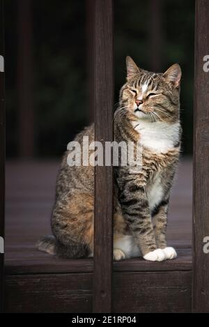 happy cat playing on a sun deck Stock Photo